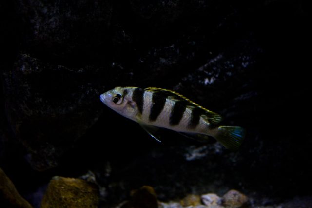 Labidochromis sp. 'perlmutt' (samice)