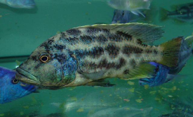 Nimbochromis polystigma (samec)