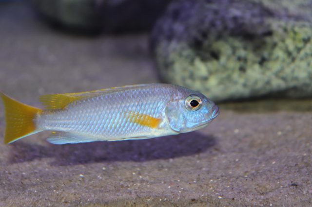 Pseudotropheus sp. 'acei' Luwala Reef (samice)