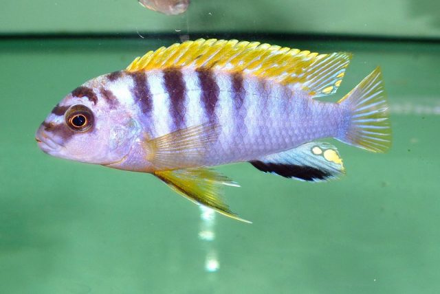 Labidochromis sp. 'hongi' Hongi Island (samec)