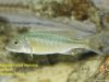 Buccochromis lepturus Kambiri Point