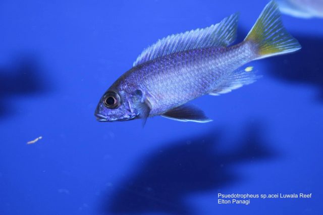 Pseudotropheus sp. 'acei' Luwala Reef