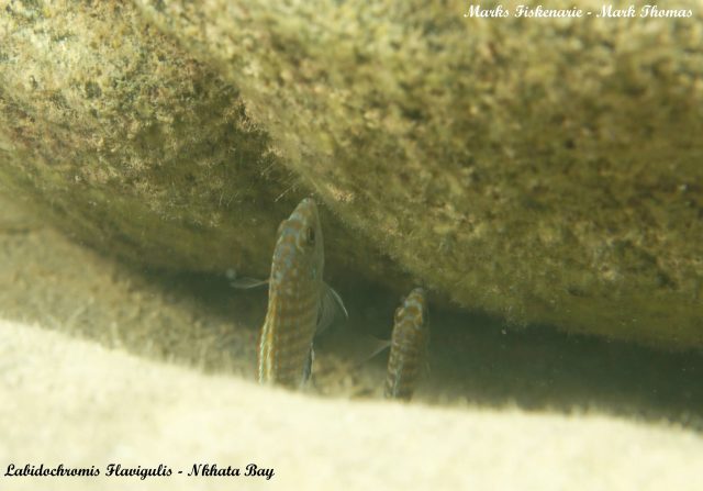 Labidochromis flavigulis Nkhata Bay