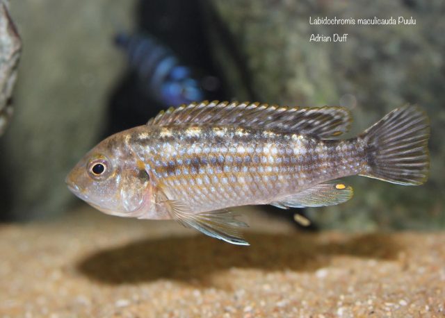 Labidochromis maculicauda (samice)