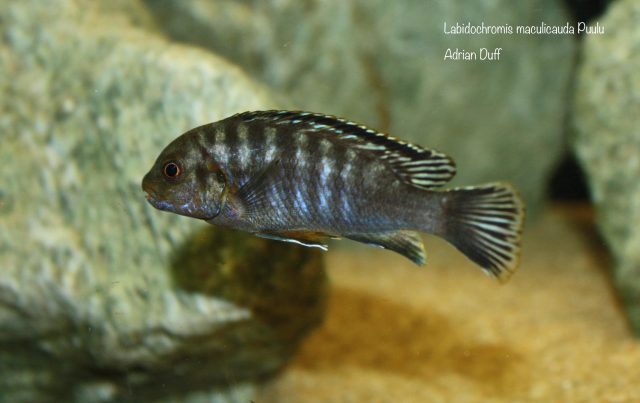 Labidochromis maculicauda (samec)