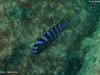 Labidochromis sp. ‚mbamba‘ (samec)
