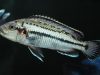 melanochromis lepidiadaptes (samice)