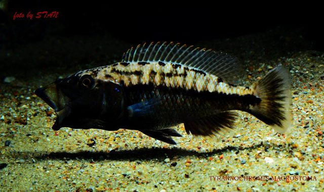 Tyrannochromis macrostoma (samec)