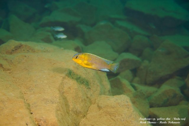 Tropheops sp. ‚yellow chin‘ Undu Reef