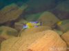Aulonocara stuartgranti Hai Reef (samec)