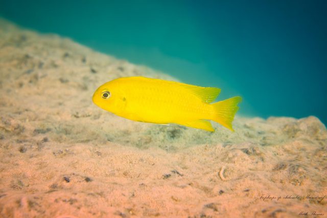 Tropheops sp. ‚chilumba‘ Maison Reef (samice)