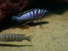 Tropheops kumwera Makokola Reef (samec a samice)