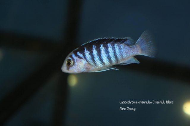Labidochromis chisumulae Chizumulu Island 
