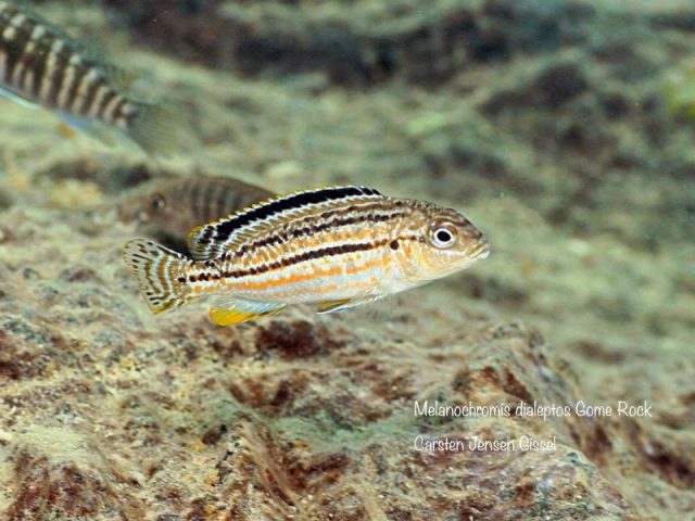 Melanochromis dialeptos Gome Rock (samice)