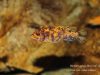Metriaclima estherae Minos Reef (OB samice)