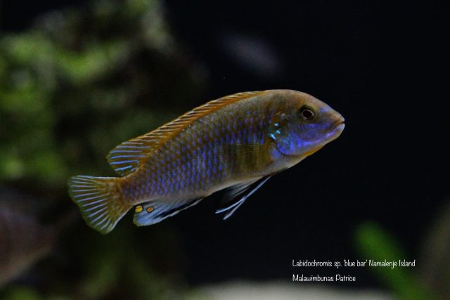 Labidochromis sp. &#8218;blue bar&#8216;