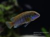 Labidochromis sp. ‚blue bar‘
