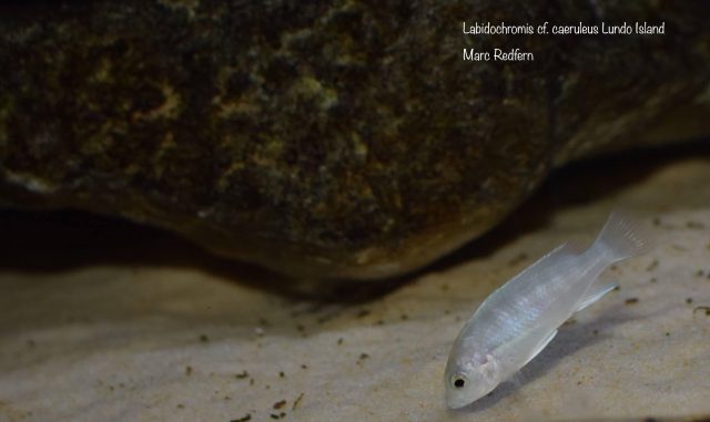 Labidochromis cf. caeruleus Lundo Island