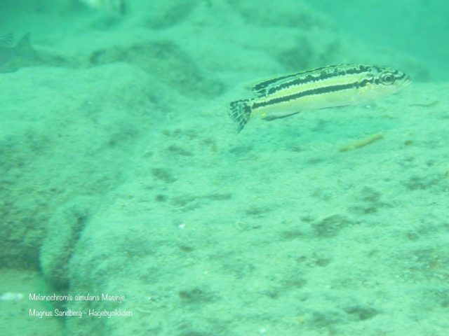 Melanochromis simulans