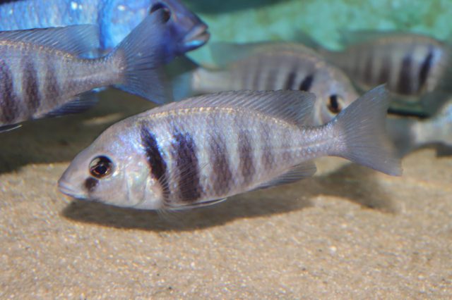 Placidochromis sp. 'phenochilus tanzania' (samice)