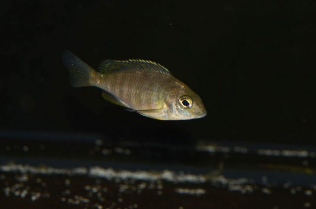 Placidochromis sp. 'mbamba' (samice)