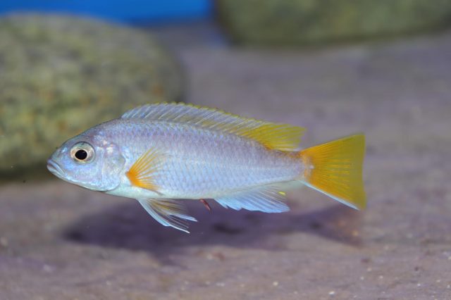 Pseudotropheus sp. 'acei' Luwala Reef (samec)