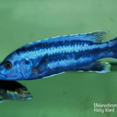 Melanochromis kaskazini