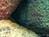 Labidochromis sp. ‚mbamba‘