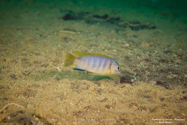 Tropheops sp. ‚aurora‘ Higga Reef (samec)