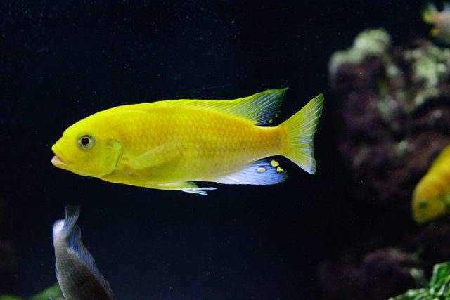 Petrotilapia xanthos Gallireya Reef (samec)