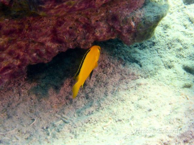Labidochromis caeruelus Lion's Cove