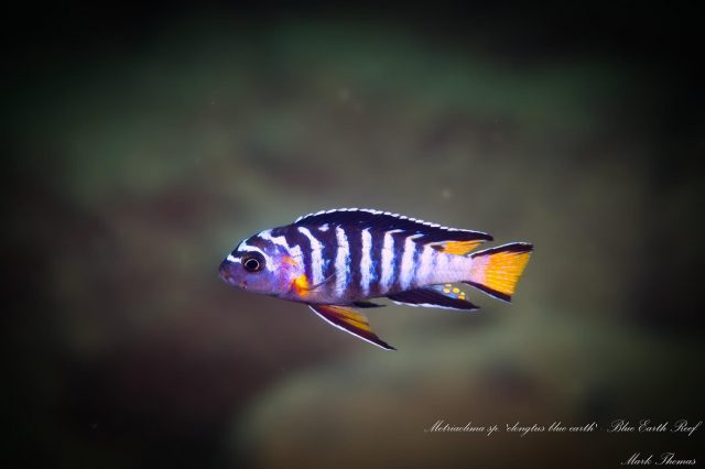 Chindongo sp. ,elongatus blue earth' Blue Earth Reef