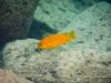 Tropheops sp. ‚chilumba‘ Luwino Reef