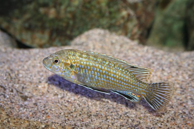Labidochromis flavigulis Machili Island (samec)