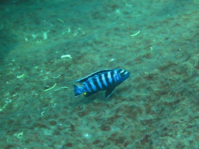Chindongo saulosi Taiwane Reef (samec)