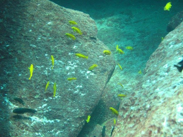 Chindongo saulosi Taiwane Reef (samice)