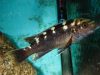 Melanochromis baliodigma (samice)