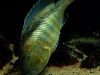 Buccochromis nototaeniae (samice)