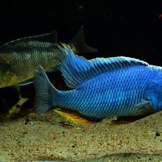 Buccochromis nototaeniae