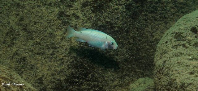 Metriaclima callainos Mitande Reef (samice)