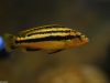 Melanochromis chipokae (samice)