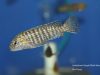 Labidochromis flavigulis Machili Island