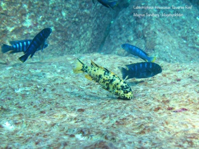 Labeotropheus trewavasae Taiwanee Reef (OB samice)