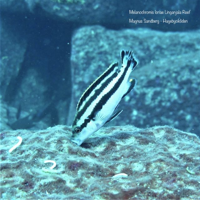 Melanochromis loriae