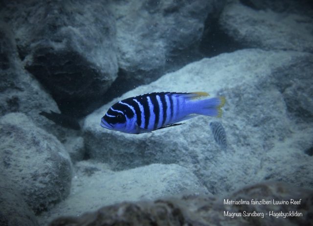 Metriaclima fainzilberi Luwino Reef (samec-male)