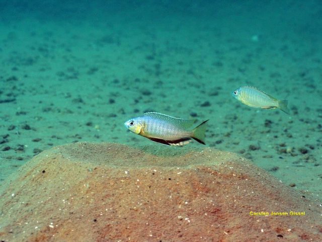Nyassachromis microcephalus (samec)