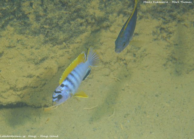 Labidochromis sp. ,hongi&#8216;