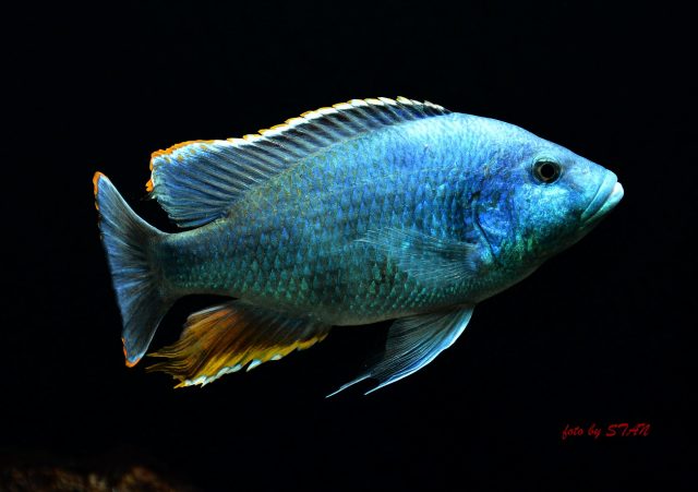 Nimbochromis livingstonii (samec)