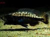 Tyrannochromis macrostoma (samec)