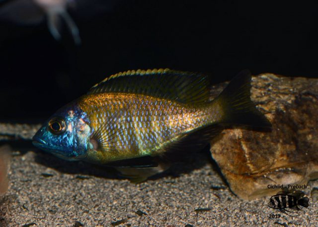 Placidochromis sp. &#8218;mbamba&#8216;